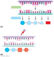 Frameshift mutation effect on amino acid sequence