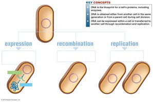 Flow of genetic information: expression, recombination, replication
