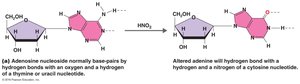 Chemical mutagen: nucleotide oxidation