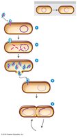 Transduction by a bacteriophage