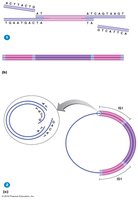 Complex transposon insertion: kanamycin resistance