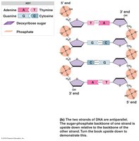 Antiparallel structure of DNA strands