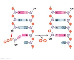 Adding a nucleotide to DNA during replication