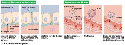 Diagram of extracellular enzymes as virulence factors