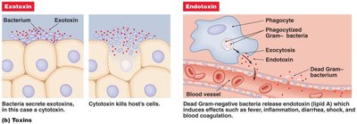 Diagram of exotoxins and endotoxins
