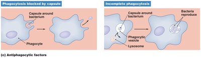 Diagram of antiphagocytic factors