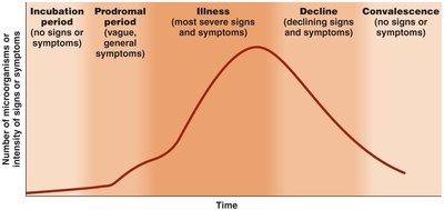 Graph of the stages of infectious disease