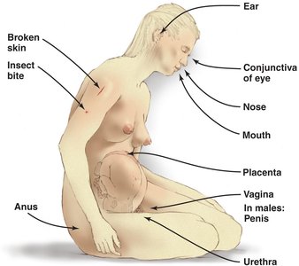 Diagram of portals of entry for pathogens