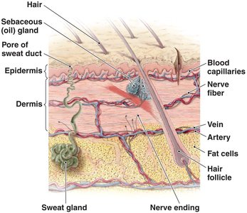 Cross section of skin showing layers and structures