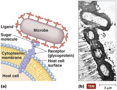 Diagram of microbial adhesion to host cell