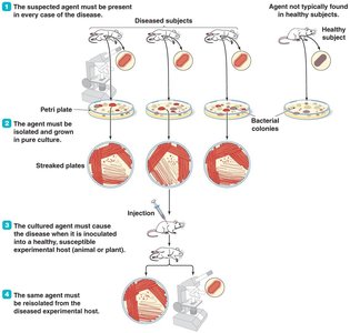 Diagram of Koch's postulates