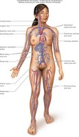 Diagram of the cardiovascular system showing heart and major blood vessels