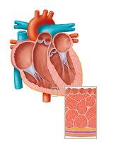 Cross-section of the heart showing chambers and layers