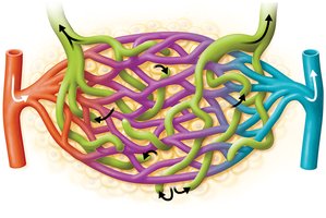 Diagram of lymphatic vessels collecting lymph from tissues