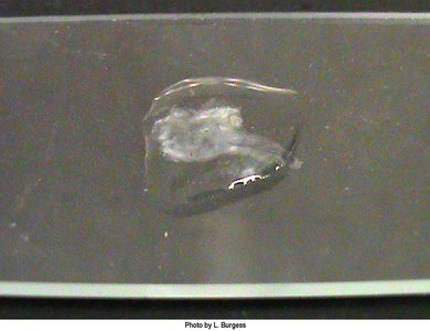 Catalase negative result (no bubbles)