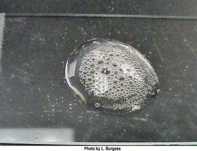 Catalase positive result (bubbles)