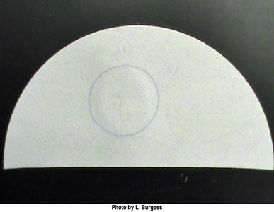 Oxidase negative result (no color change)