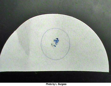 Oxidase positive result (blue color)