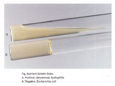 Nutrient gelatin stabs showing positive and negative gelatinase results