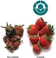 Effect of irradiation on strawberries
