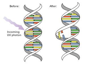 DNA damage by UV radiation