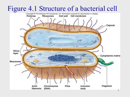Structure of a bacterial cell