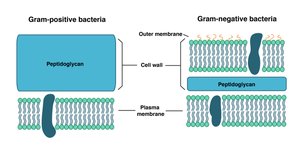Comparison of Gram-positive and Gram-negative cell walls