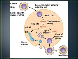 Enveloped virus structure