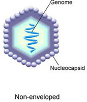 Non-enveloped virus structure
