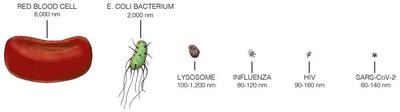 Relative sizes of cells and viruses