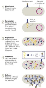 Bacteriophage lytic replication