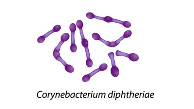Corynebacterium diphtheriae (phage conversion example)