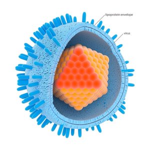 Structure of an enveloped virus