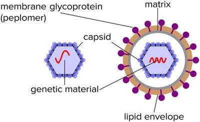 Diagram of naked and enveloped viruses