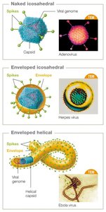 Examples of viral capsid and envelope types
