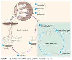 Basidiomycota mushroom structure