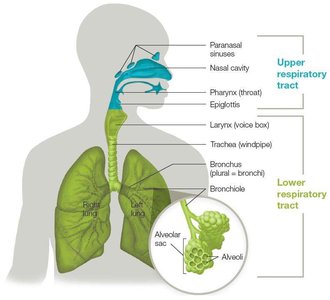 Diagram of the human respiratory tract, labeling upper and lower regions