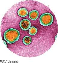 RSV virions under electron microscopy