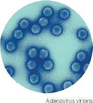 Adenovirus virions under electron microscopy