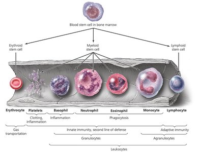 Schematic representation of hematopoiesis and blood cell lineages