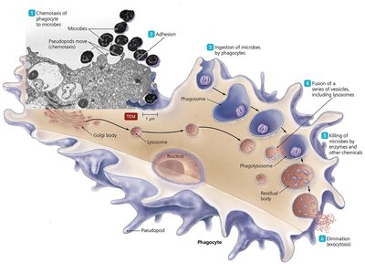 Diagram of the stages of phagocytosis