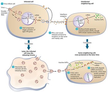 Diagram of the actions of alpha and beta interferons