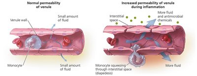 Diagram showing increased vascular permeability during inflammation