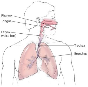 Structure of the respiratory system lined with mucous membrane