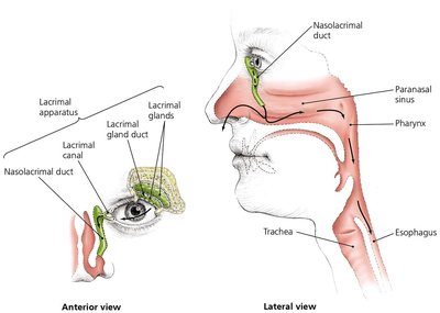 Diagram of the lacrimal apparatus
