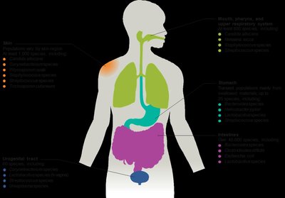 Distribution of microbiota in the human body