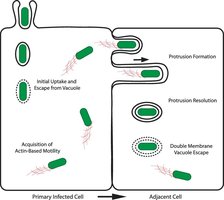 Diagram of actin-based motility and cell-to-cell spread