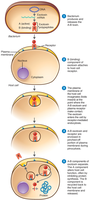 Mechanism of A-B exotoxin action