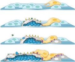 Stages of biofilm formation