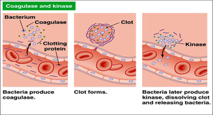 Diagram of coagulase and kinase action